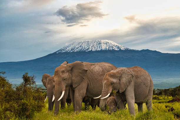 7 Days Amboseli