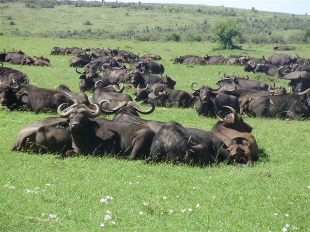 East African safari experience
