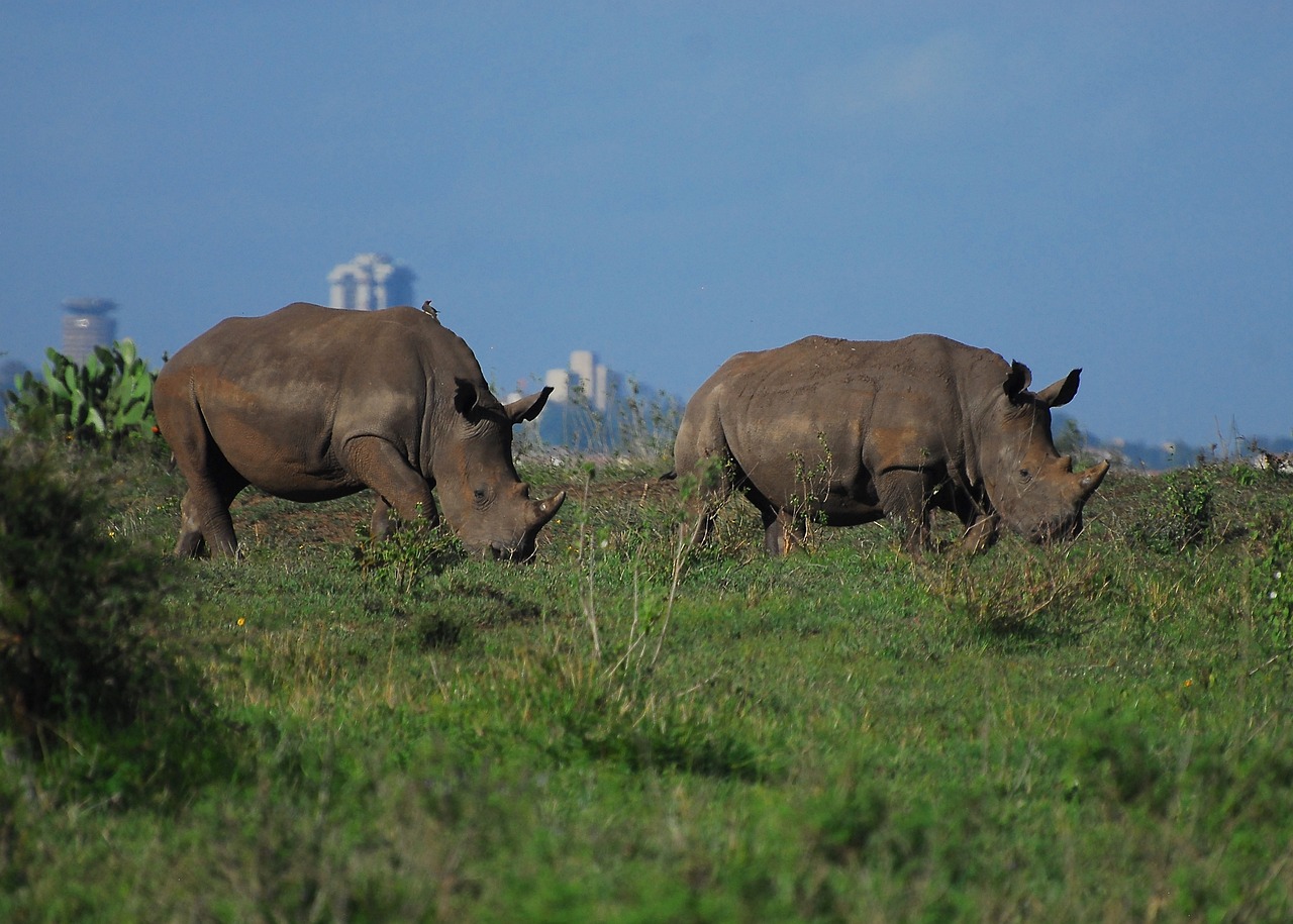 Rhino safari experience in Africa