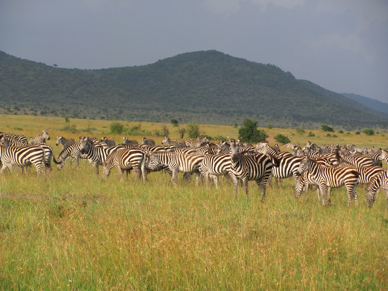 Natural Track Safaris adventure