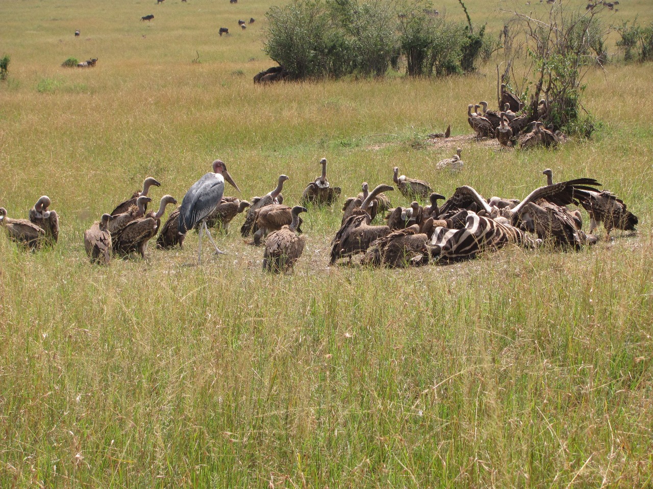 Wildlife tour in East Africa