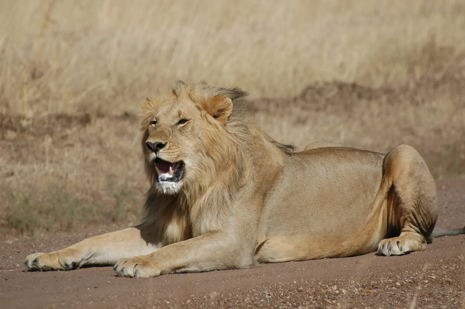 African wildlife safari with Natural Track Safaris
