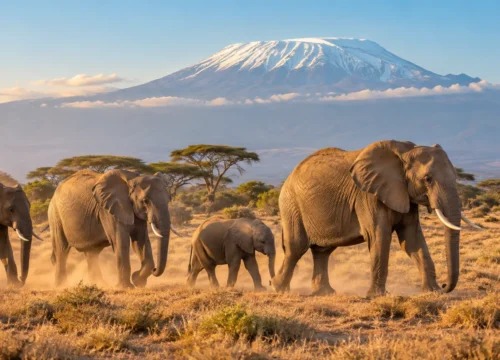 Amboseli National Park: Elephants, Swamps and Kilimanjaro Views